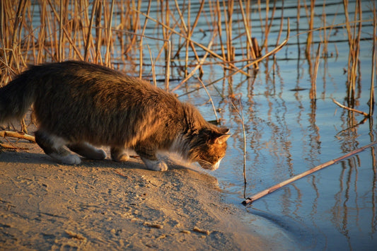 Why is My Cat Drinking so Much Water